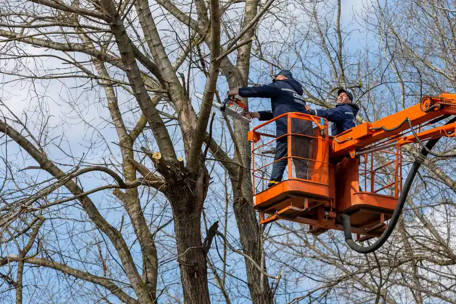 Premium Tree Removal Acampo, CA Premium Tree Removal Acampo, CA