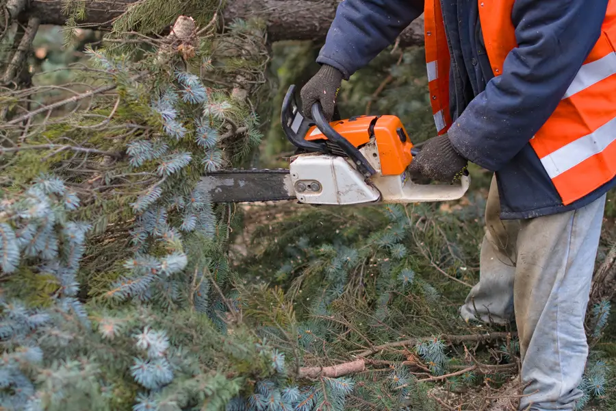 Professional Tree Removal Acampo, CA Professional Tree Removal Acampo, CA