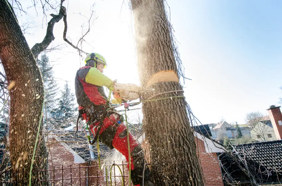 Top-rated Tree Cutting Acampo, CA Top-rated Tree Cutting Acampo, CA